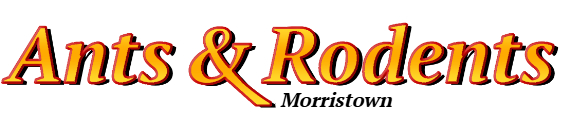 Morristown Ant Exterminator & Rodent Control Company Logo